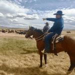 Horseman points at cattle