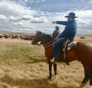 Horseman points at cattle