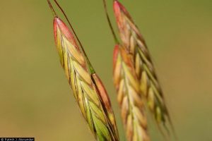 Closeup of Bromus arvensis flowers