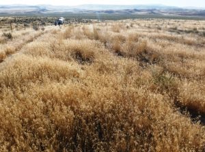 Cheatgrass infestation