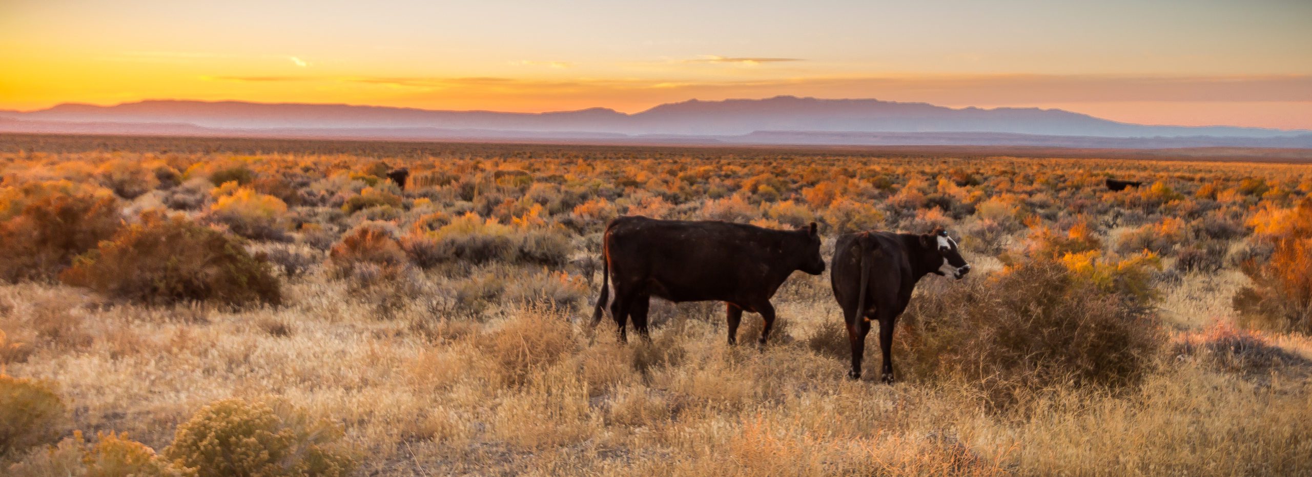 Two black cows in front of sunset