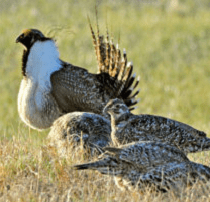 Sage-grouse