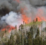 Fire burning in mixed deciduous and conifer forest