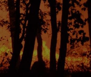 Glowing orange forest fire