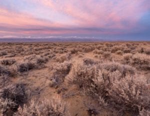 Sagebrush sunset