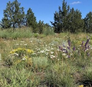 Restored site in OR