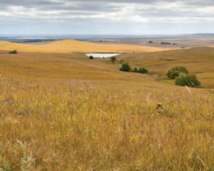 Grassland landscape