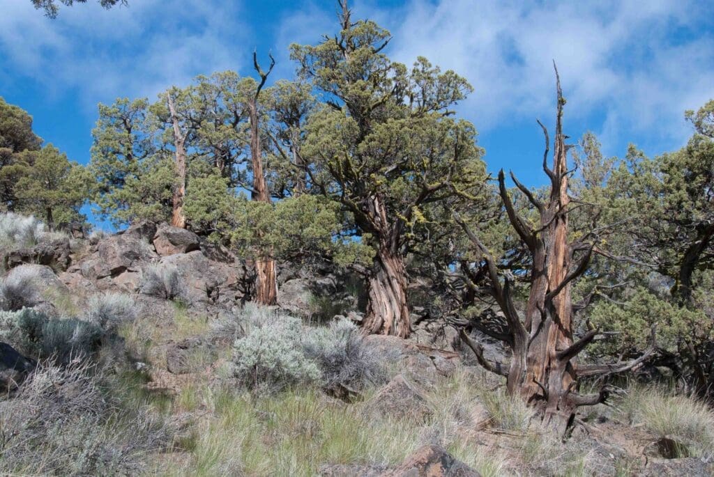 Large old trees growing with grass and sagebrush