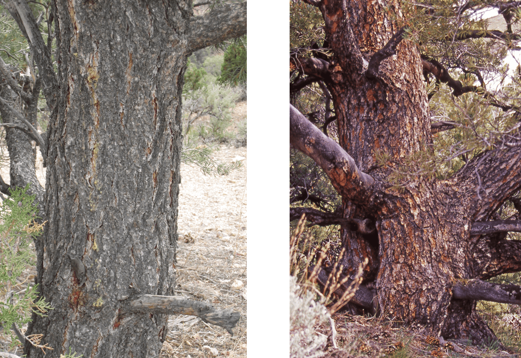 Bark on singleleaf pinyon trees with vertical furrows of plate-like furrows
