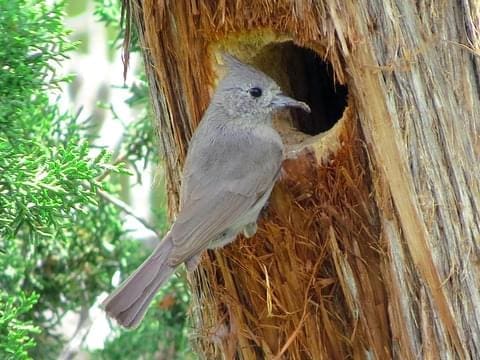 Juniper titmouse at hole in old-growth juniper