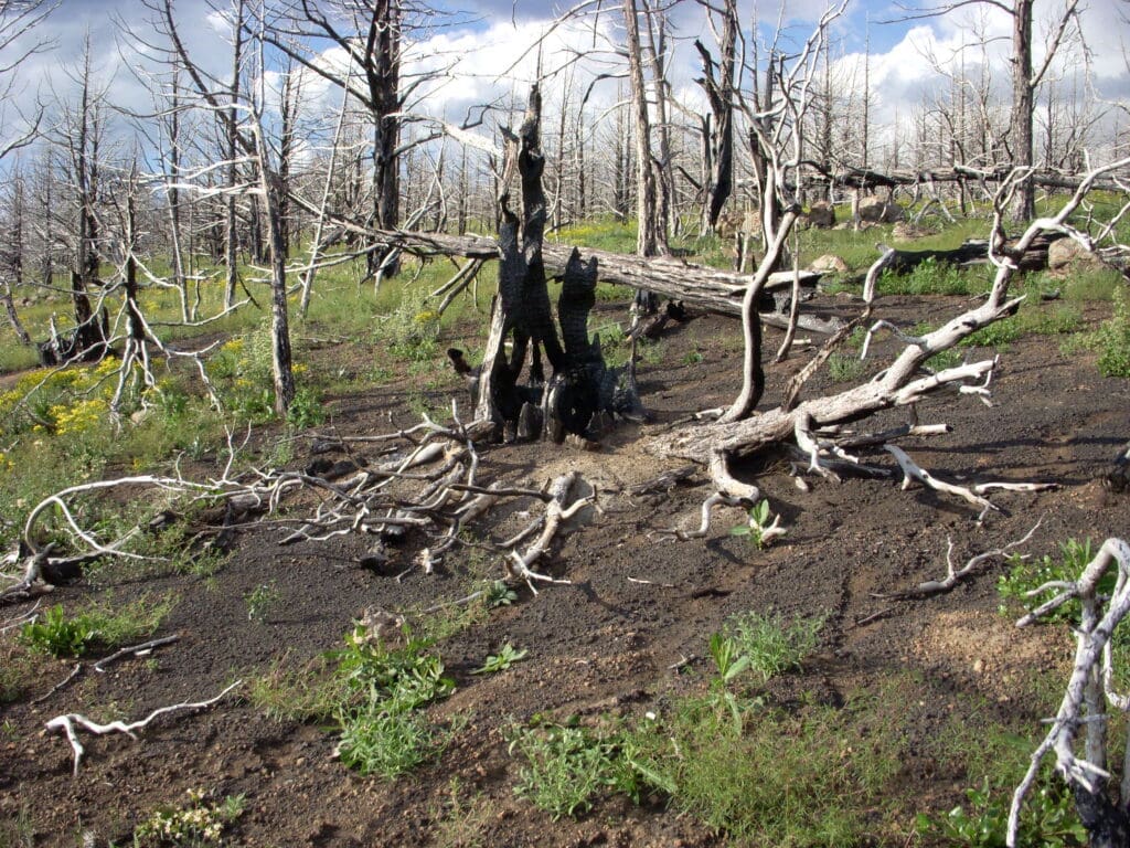 Burned large old-growth tree trunk