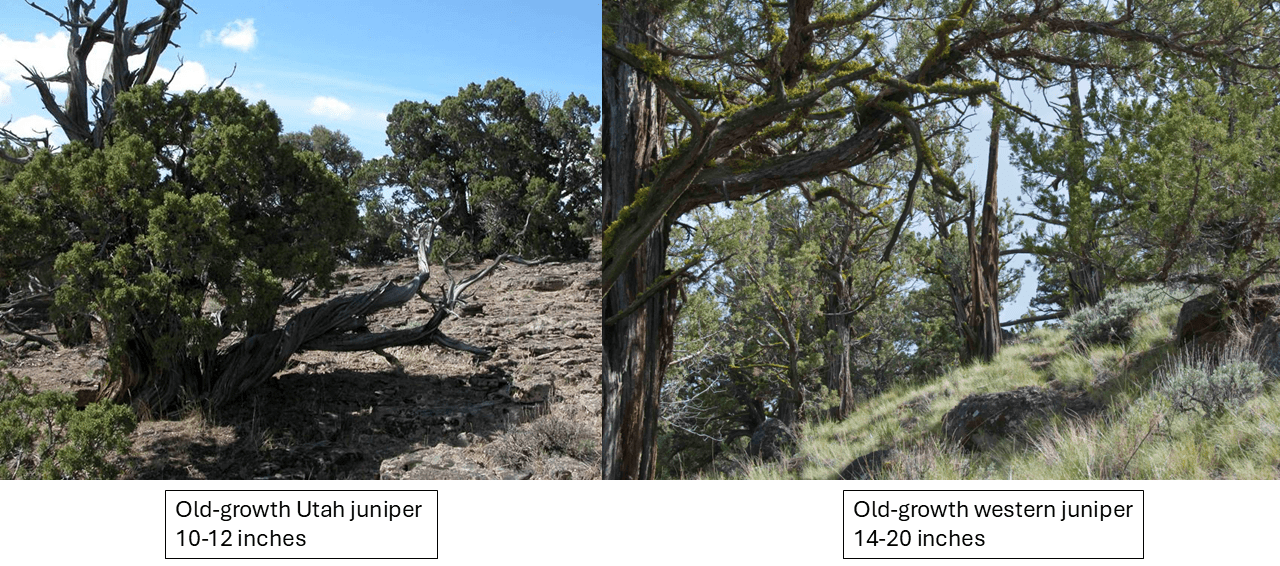 Juniper trees growing with grasses.