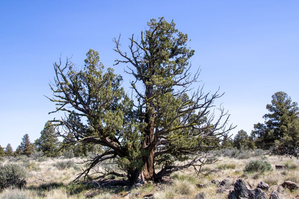 Western juniper trees with sparse crowns and shreddy bark