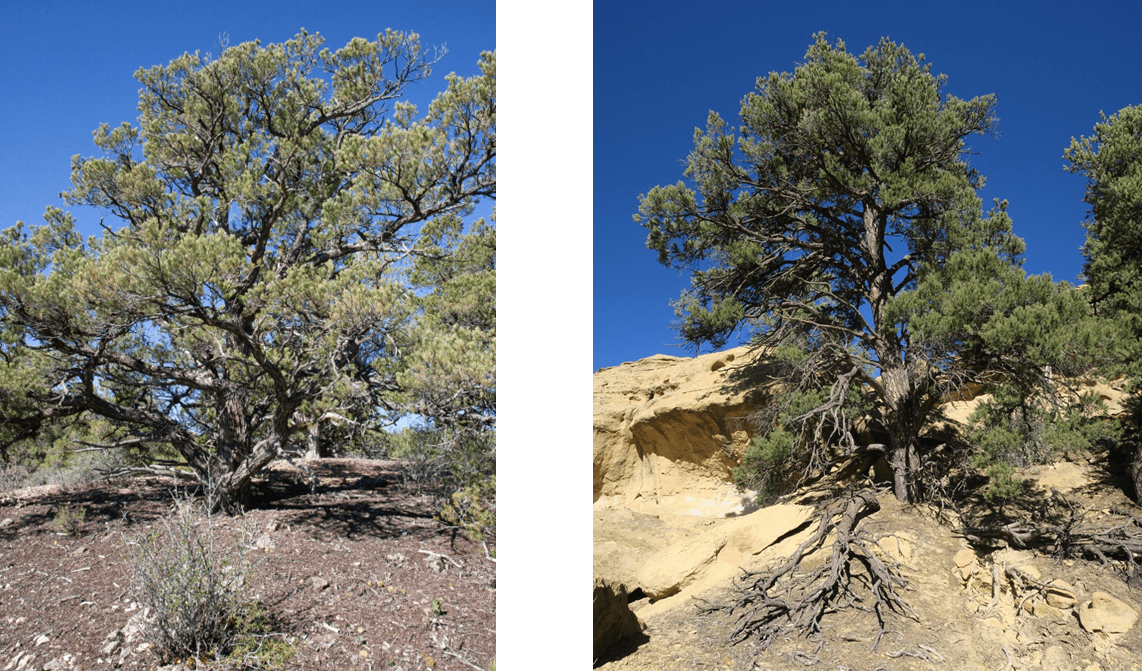 Pinus monophylla and P. edulis trees with large rounded crowns and exposed roots