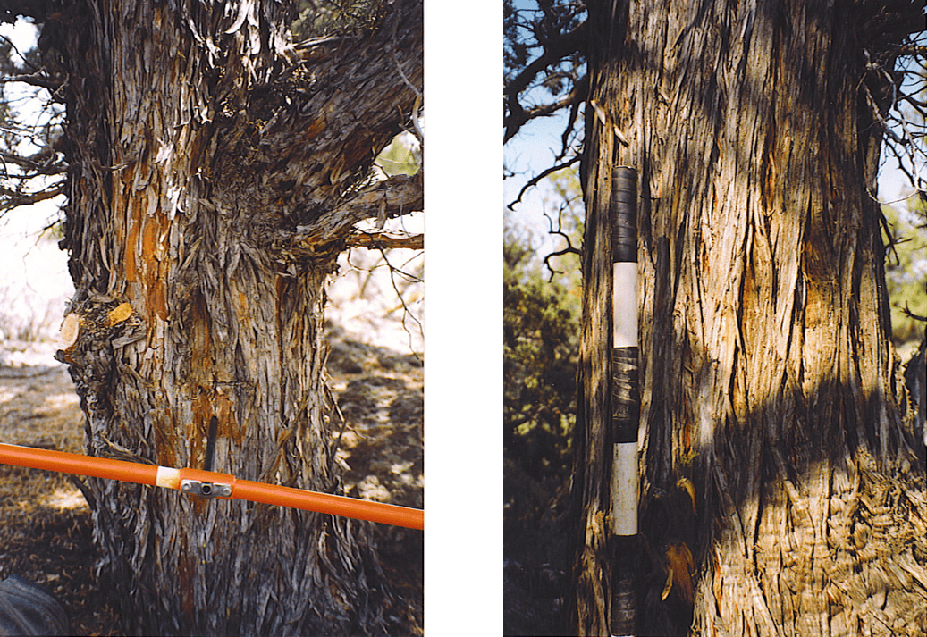 Bark on western juniper trees flaky, thin, and shreddy