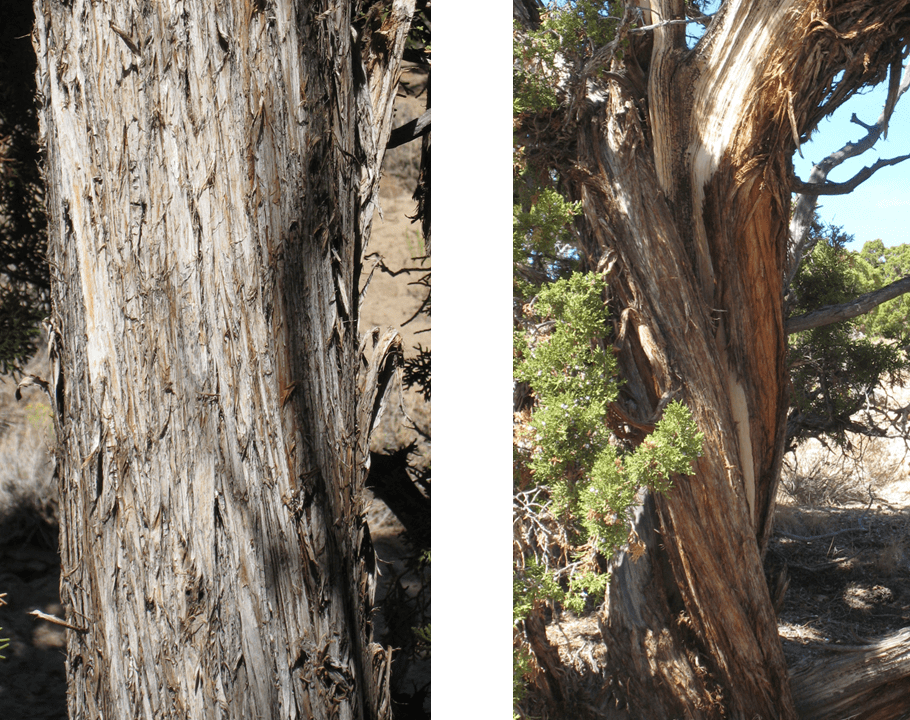 Bark on Utah juniper that is flaky, fibrous, with heartwood showing