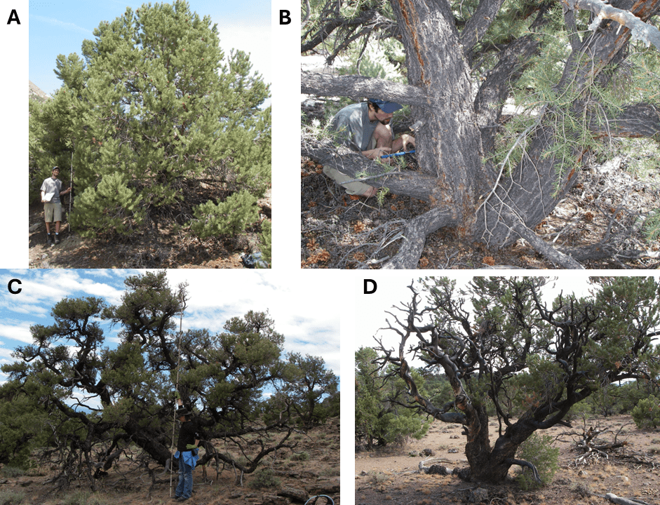 Fig.11abcd