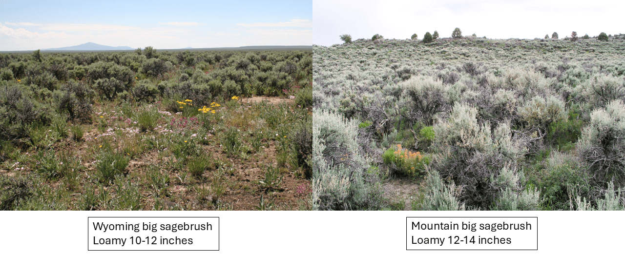 Sagebrush shrubs growing with grasses and forbs, healthy