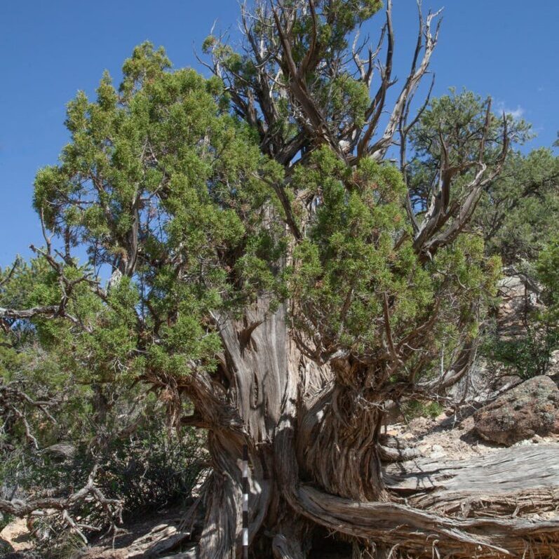 Large tree with shreddy bark