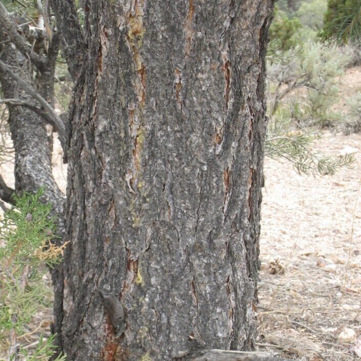 Singleleaf pinyon bark that is thin and flack with vertical furrows.