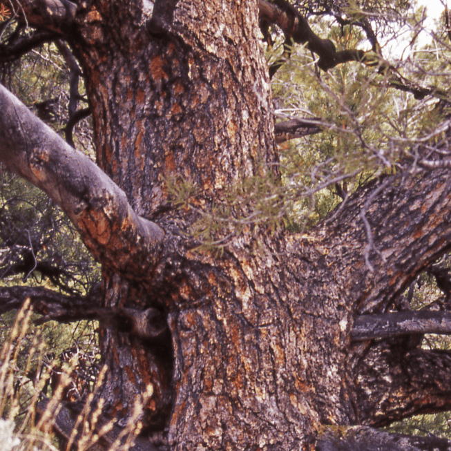 Singleleaf pinyon bark that is thick and in plate-like furrows.