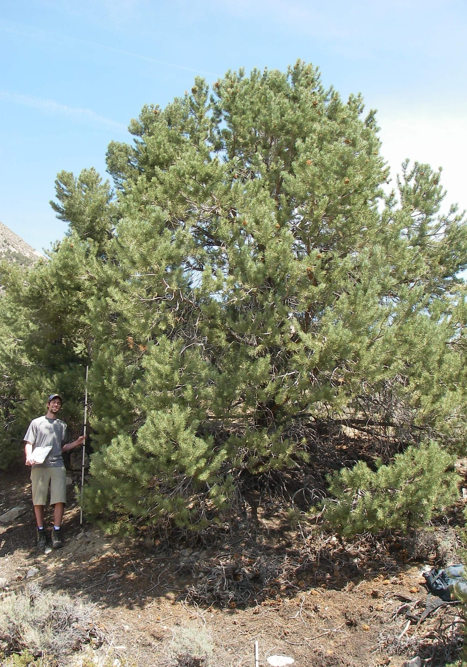 61 year old singleleaf pinyon with a symmetrical and full green crown, small diameter