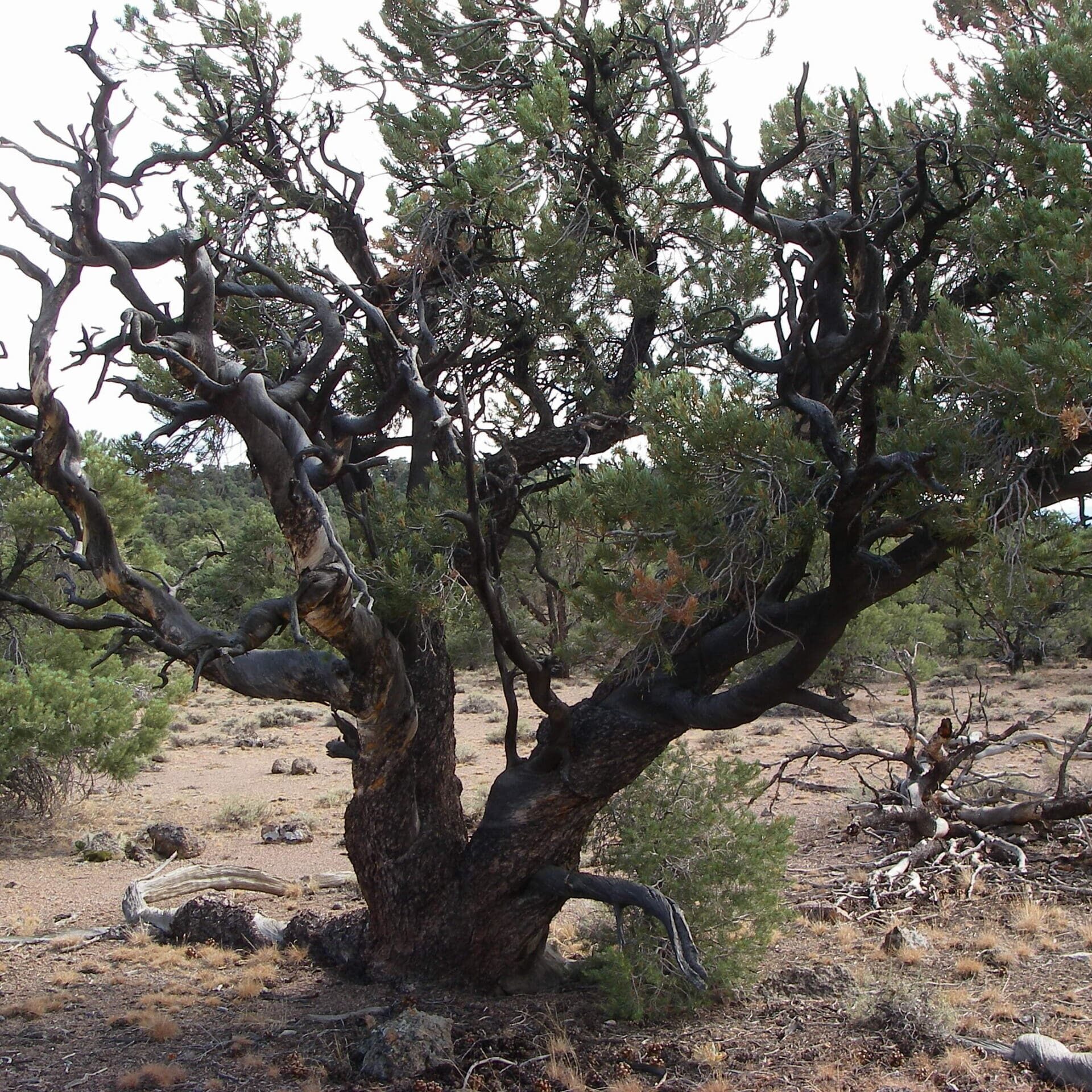 307 year old singleleaf pinyon with extensive crown dieback