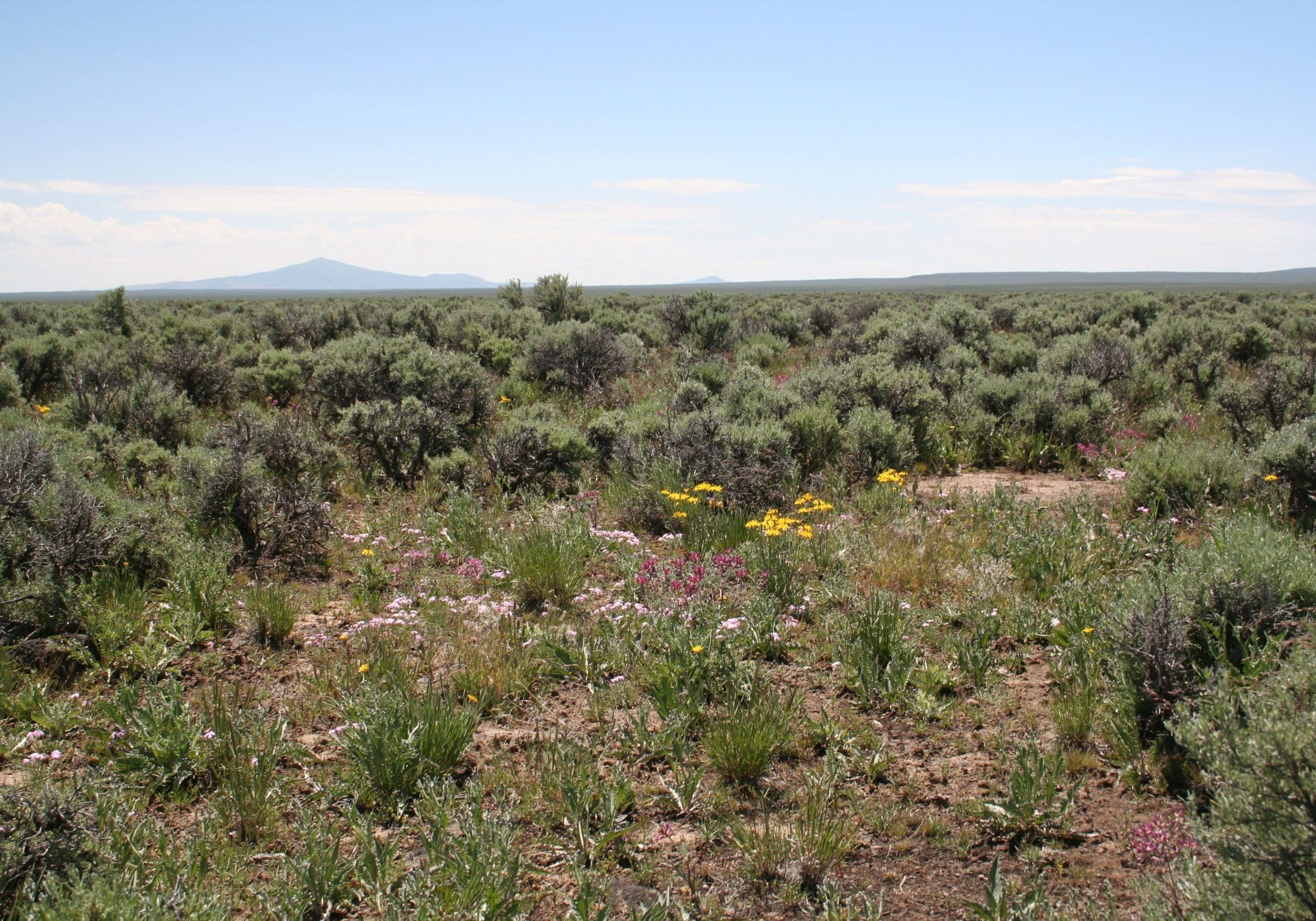 Healthy Wyoming big sagebrush shrubland