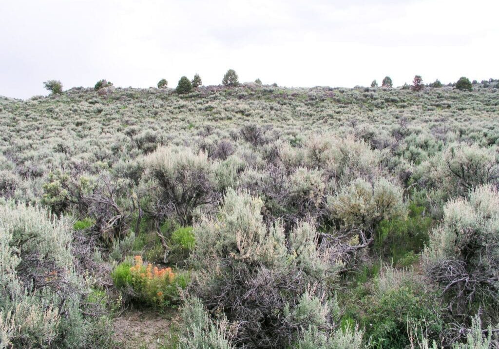 Mountain big sagebrush shrubland