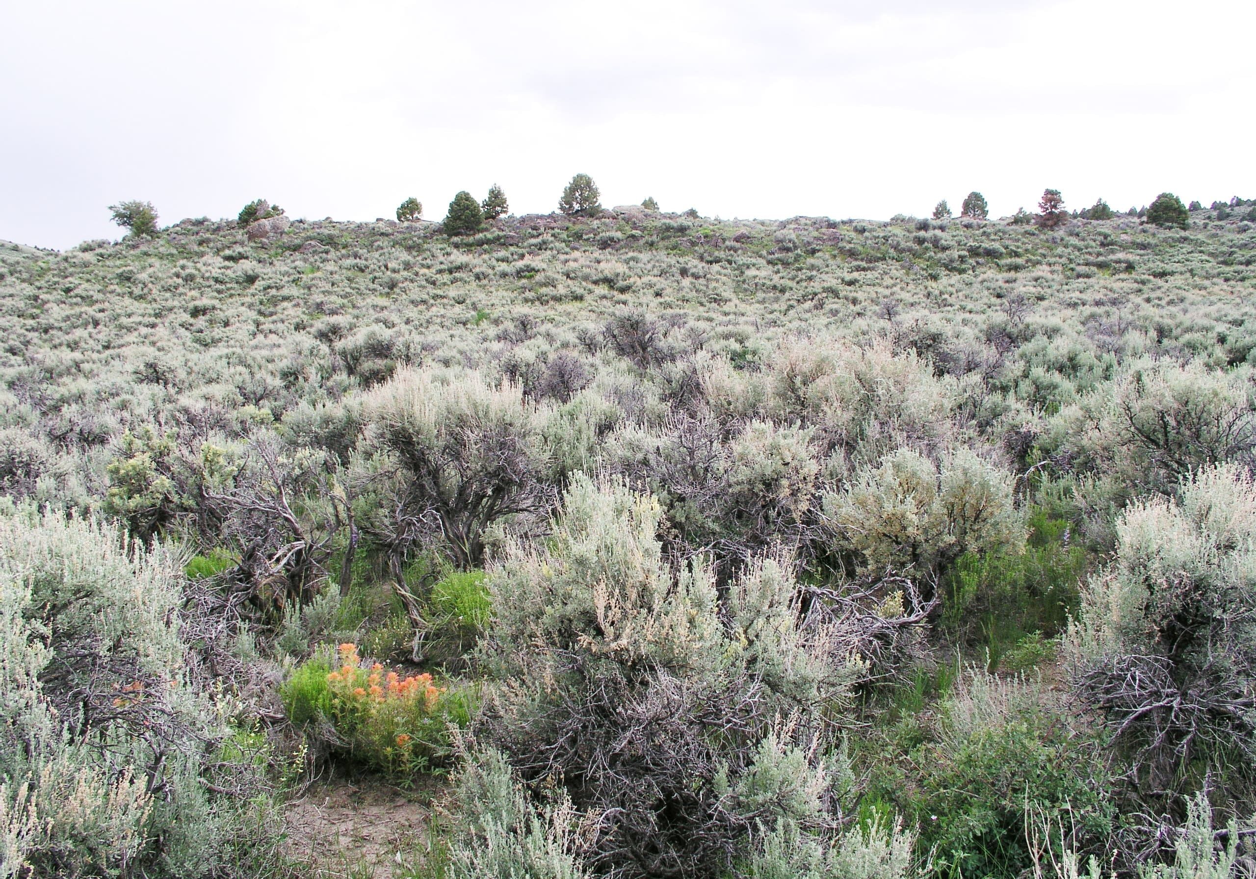 Mountain big sagebrush shrubland