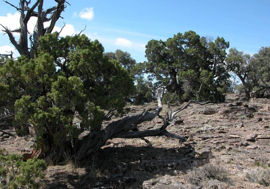 Old-growth Utah juniper woodland