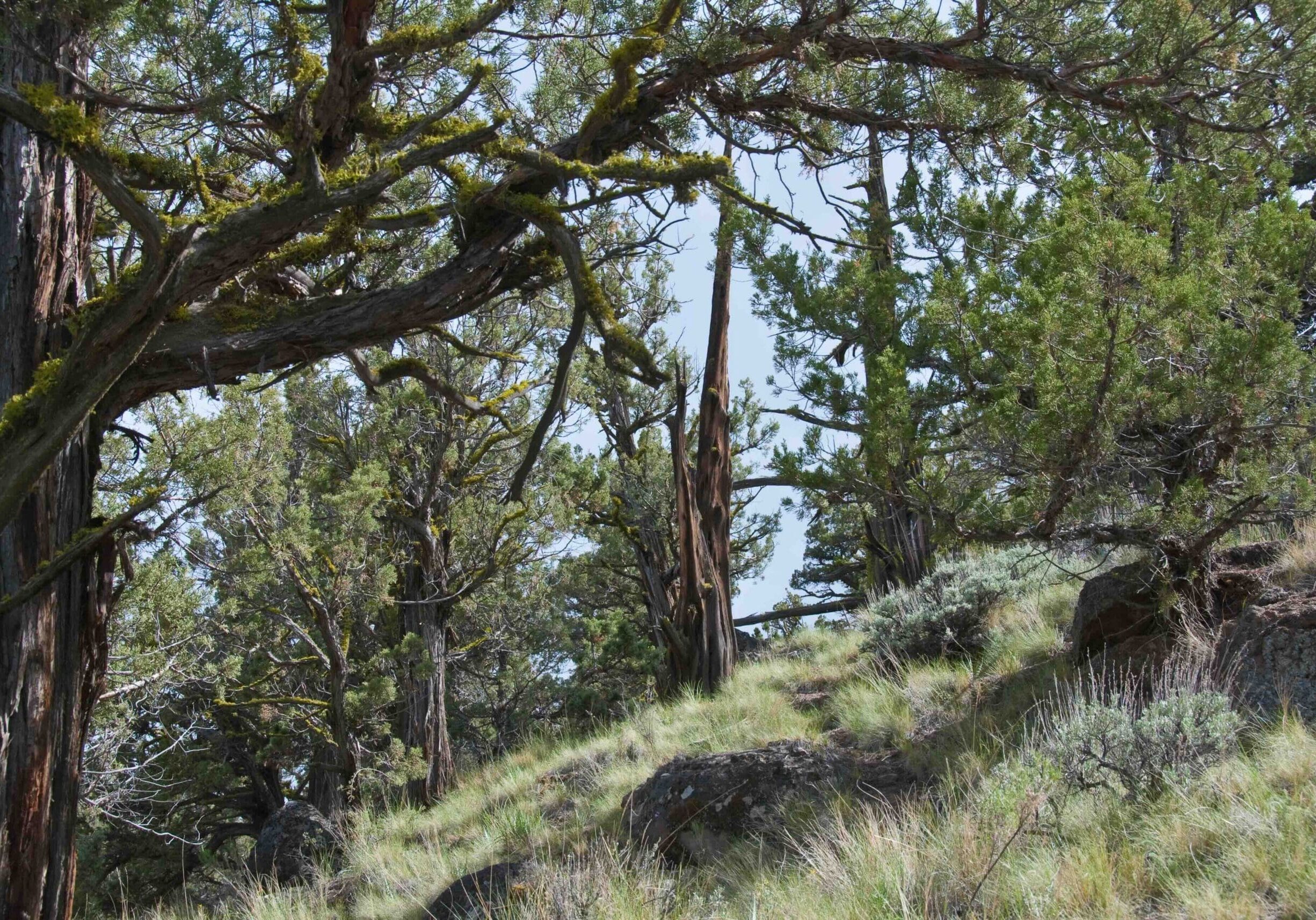 Old-growth western juniper woodland