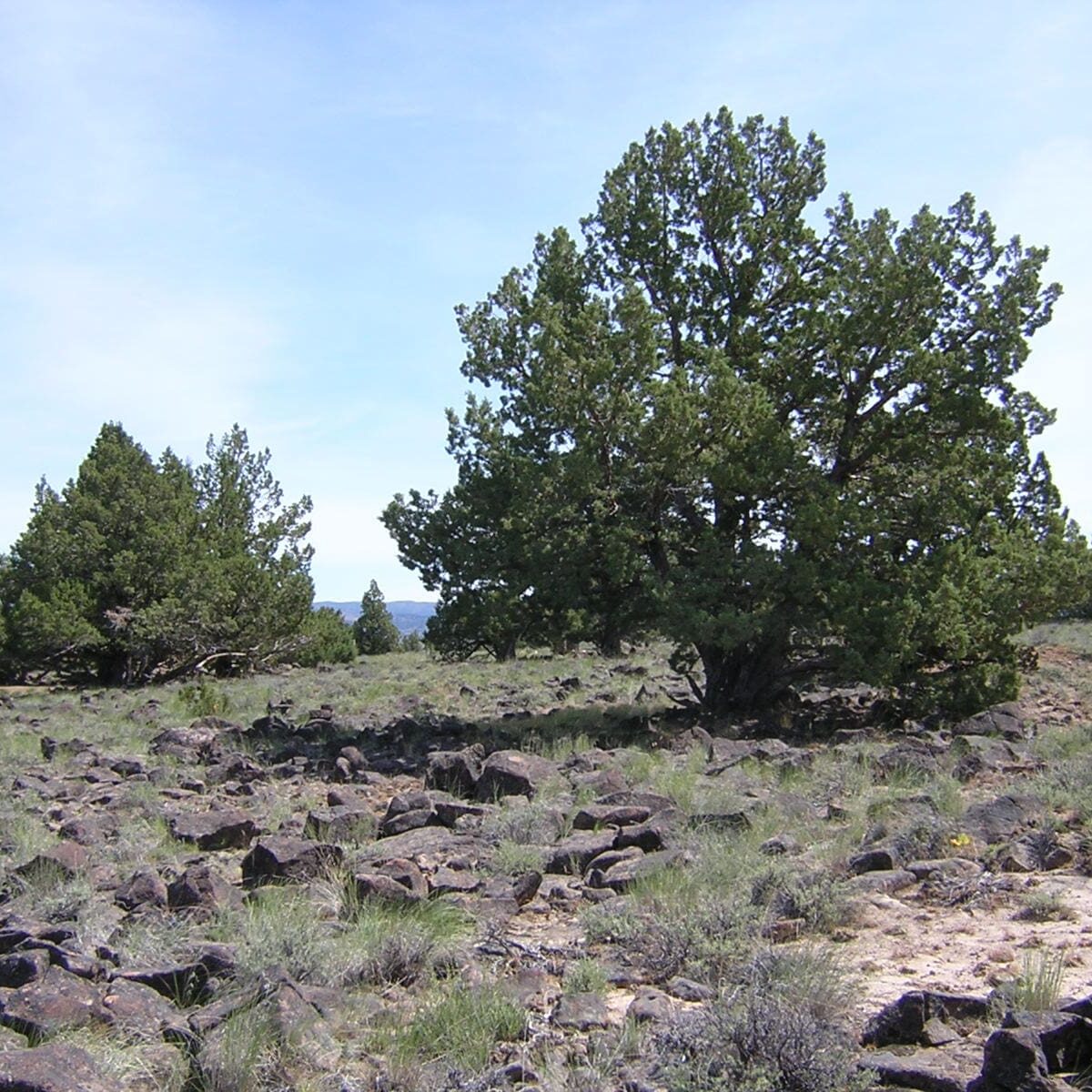 Old-growth trees widely spaces grass in interspaces