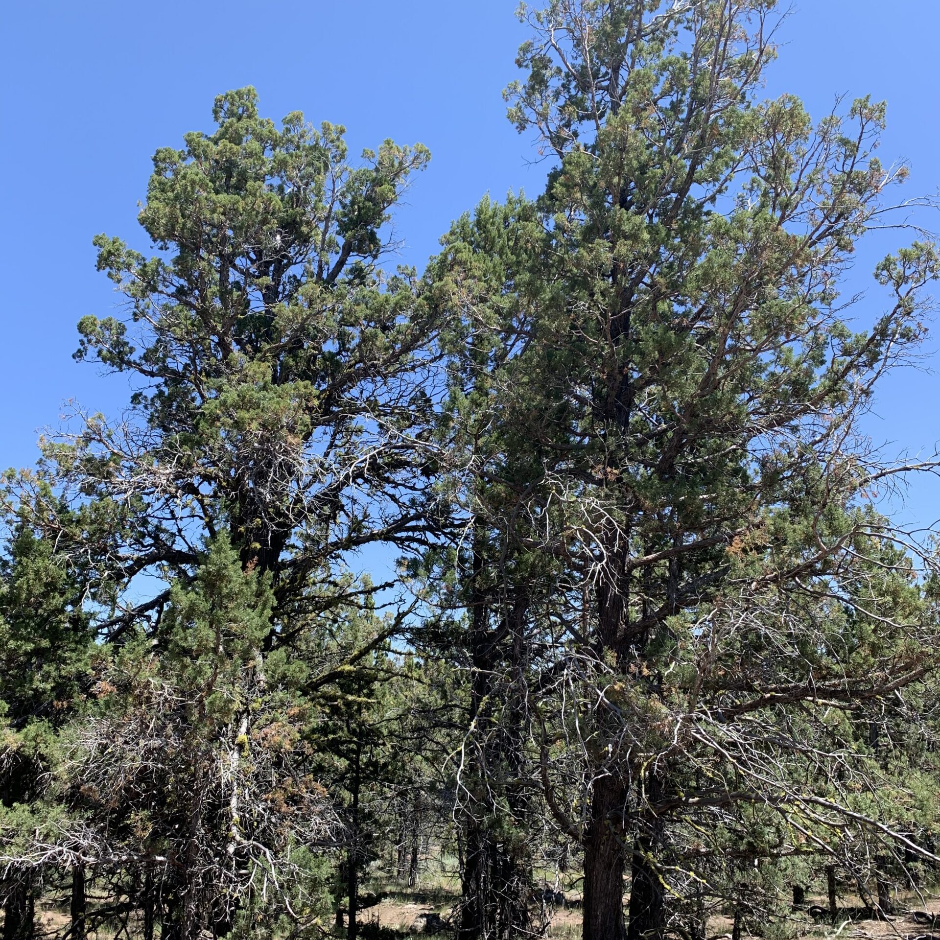 Old-growth western juniper trees with high density of smaller trees
