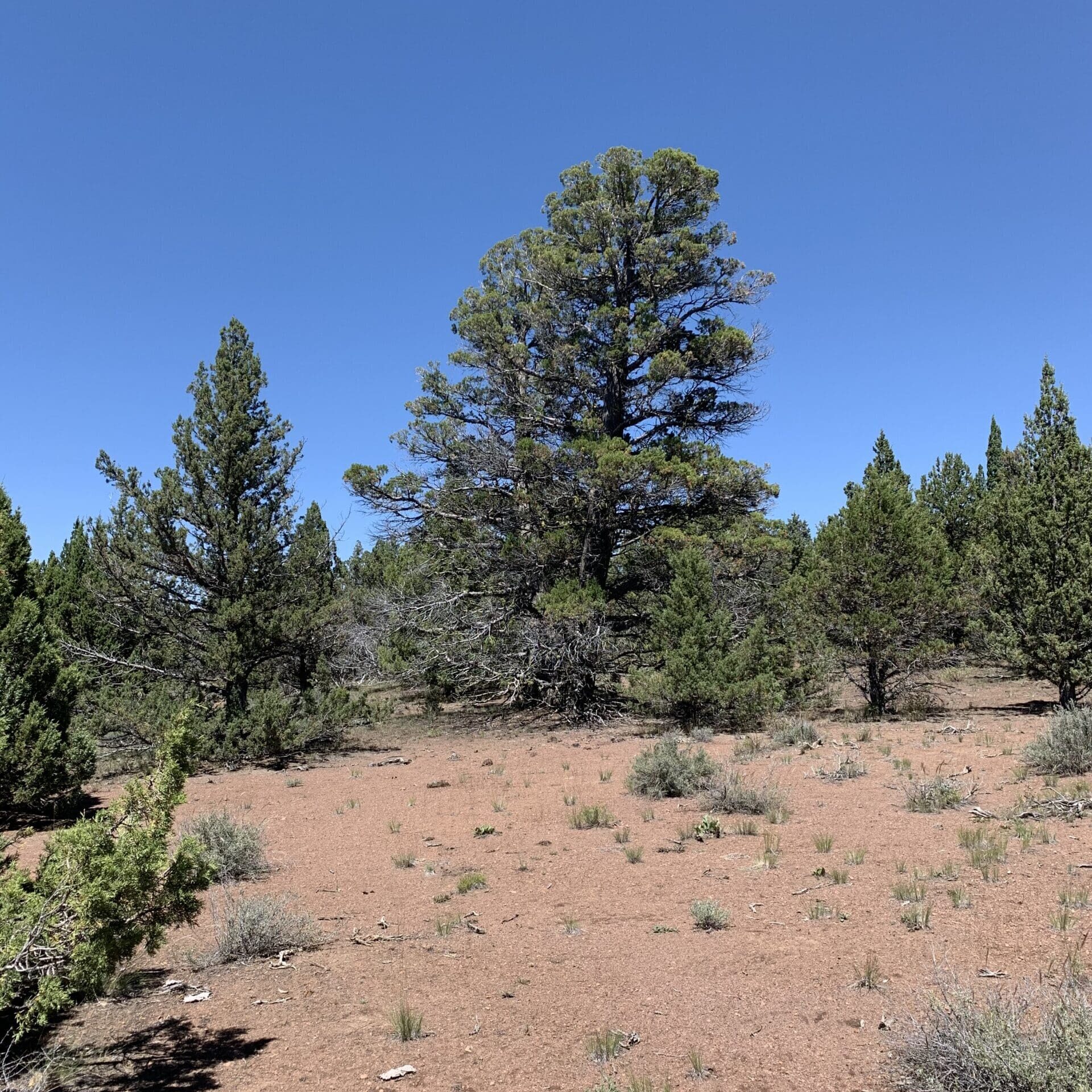 Old-growth western juniper with high density of small trees and no understory species