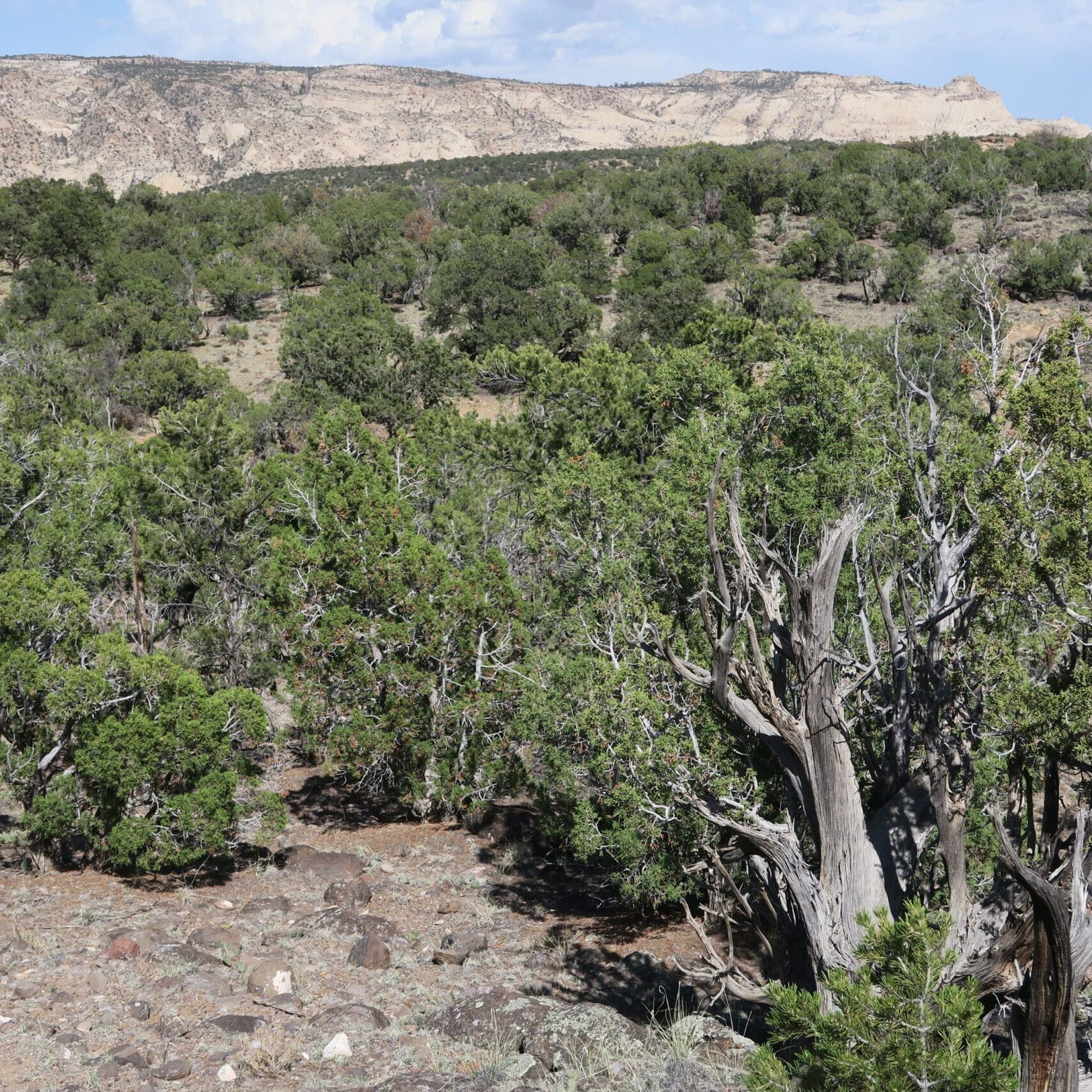 Old-growth Utah juniper woodland with large stubby trees