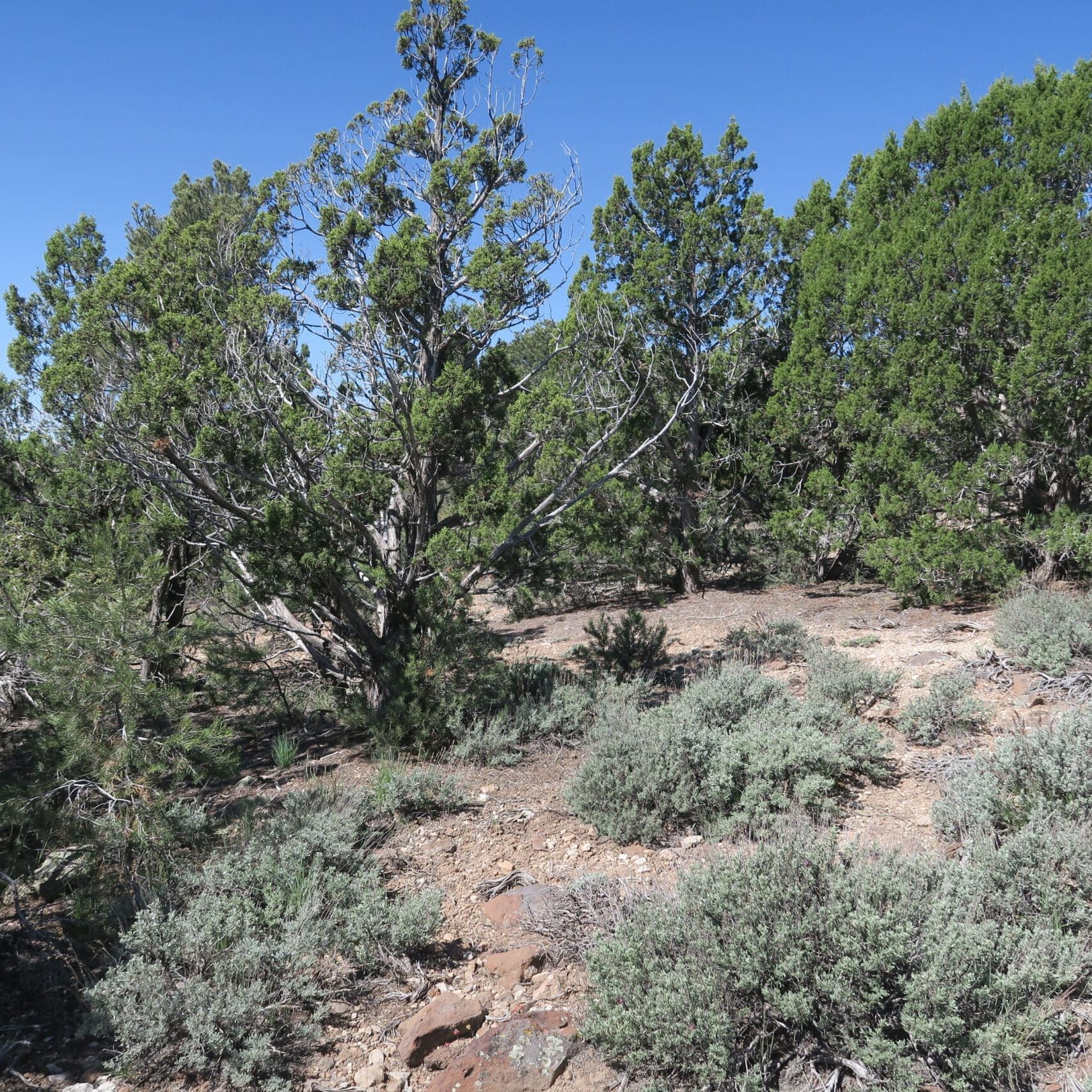 Stubby old-growth trees with pyramidal trees