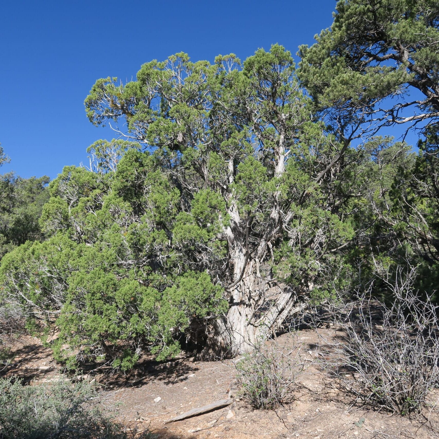 Old-growth tree with young trees and depleted understory