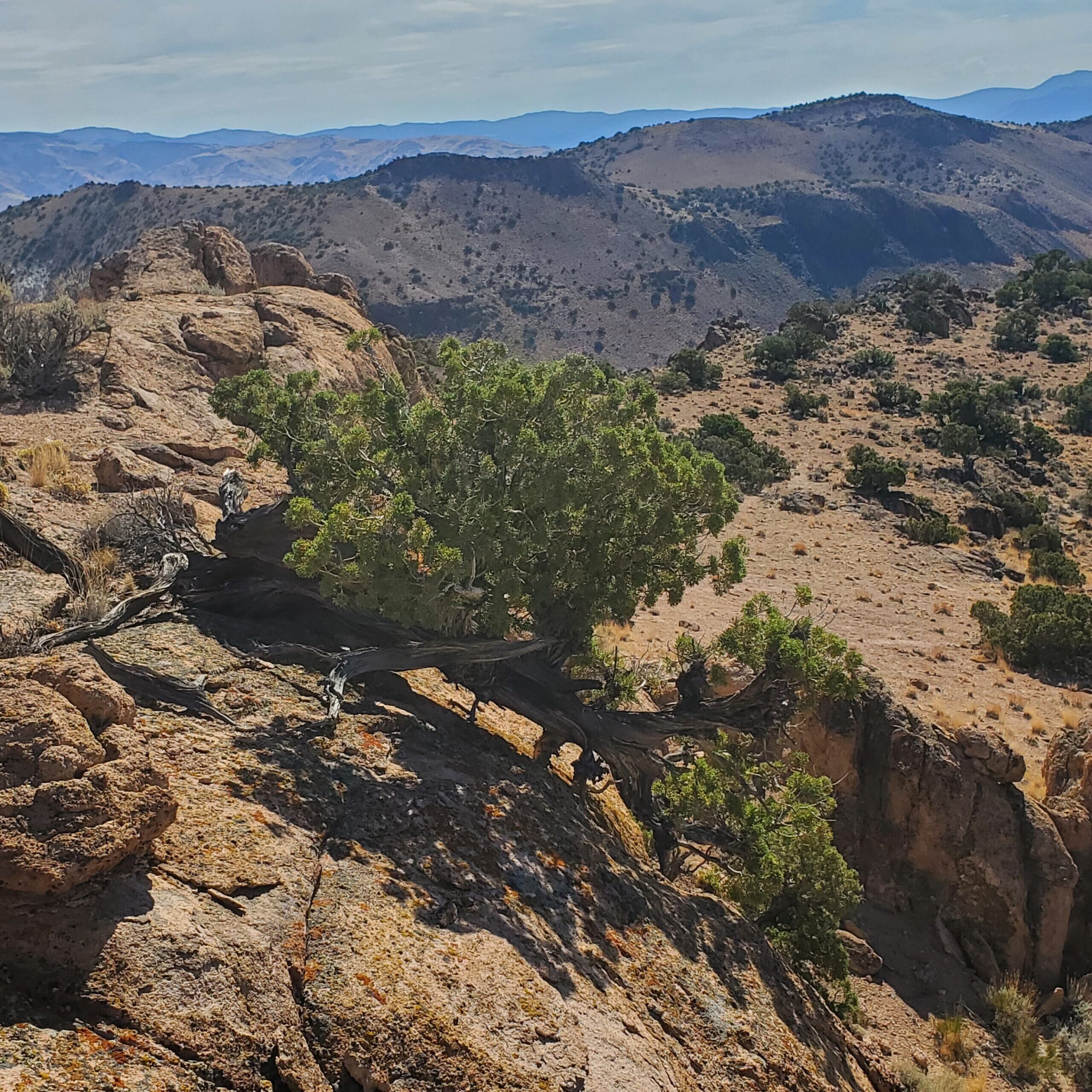 Old-growth Utah juniper widely spaced large trees