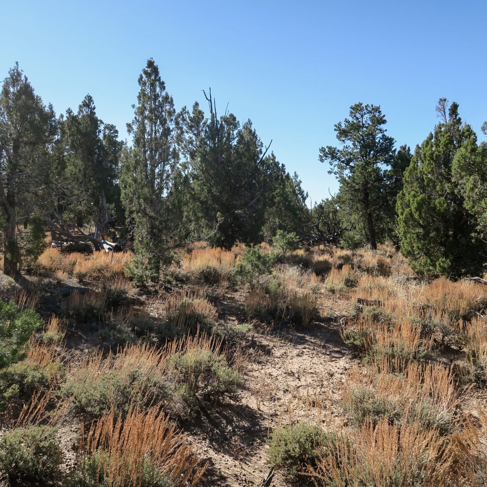 Old-growth Utah juniper woodland with mix of broad stubby old trees with pyramidal young trees