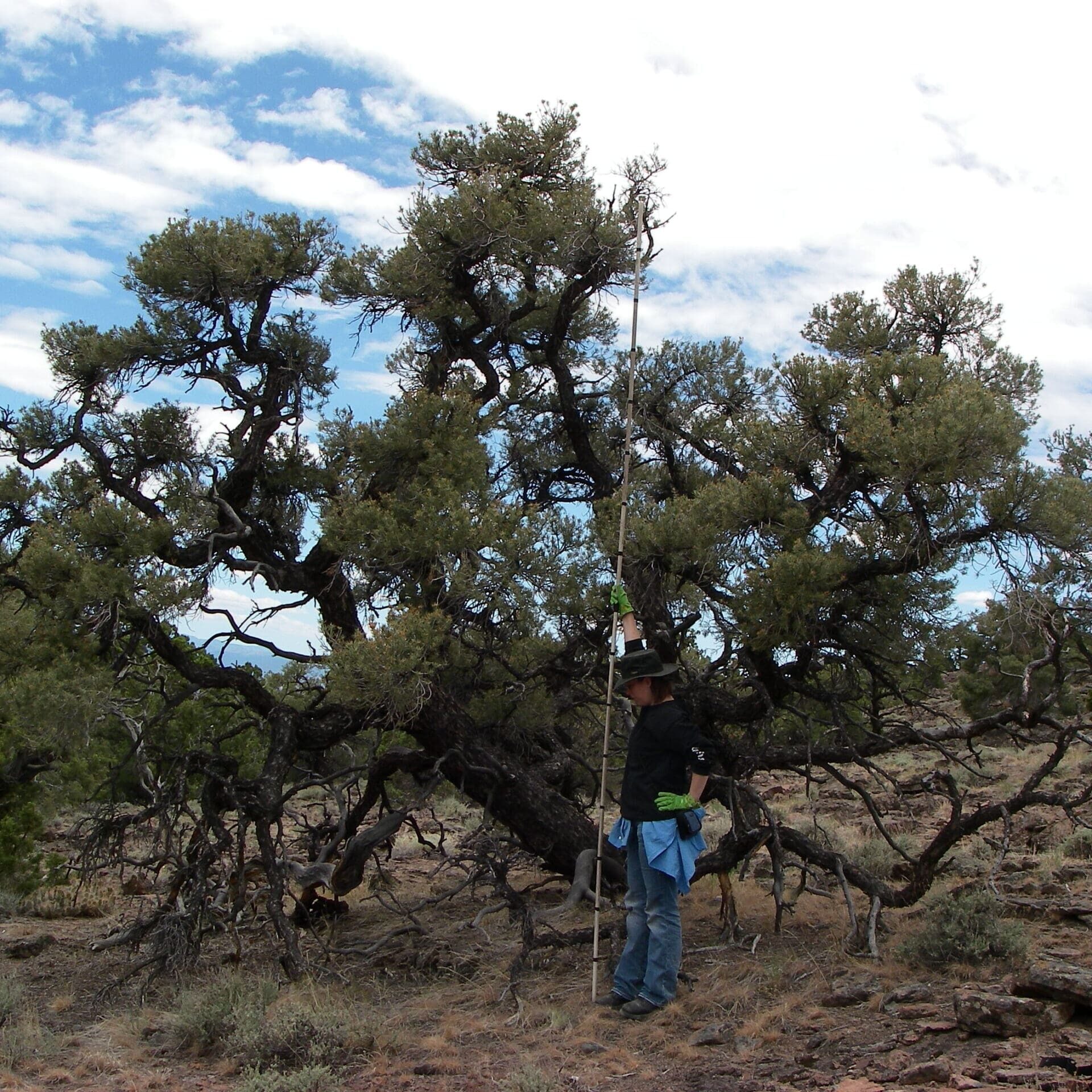 Old-growth singleleaf pinyon with broad rounded crown.