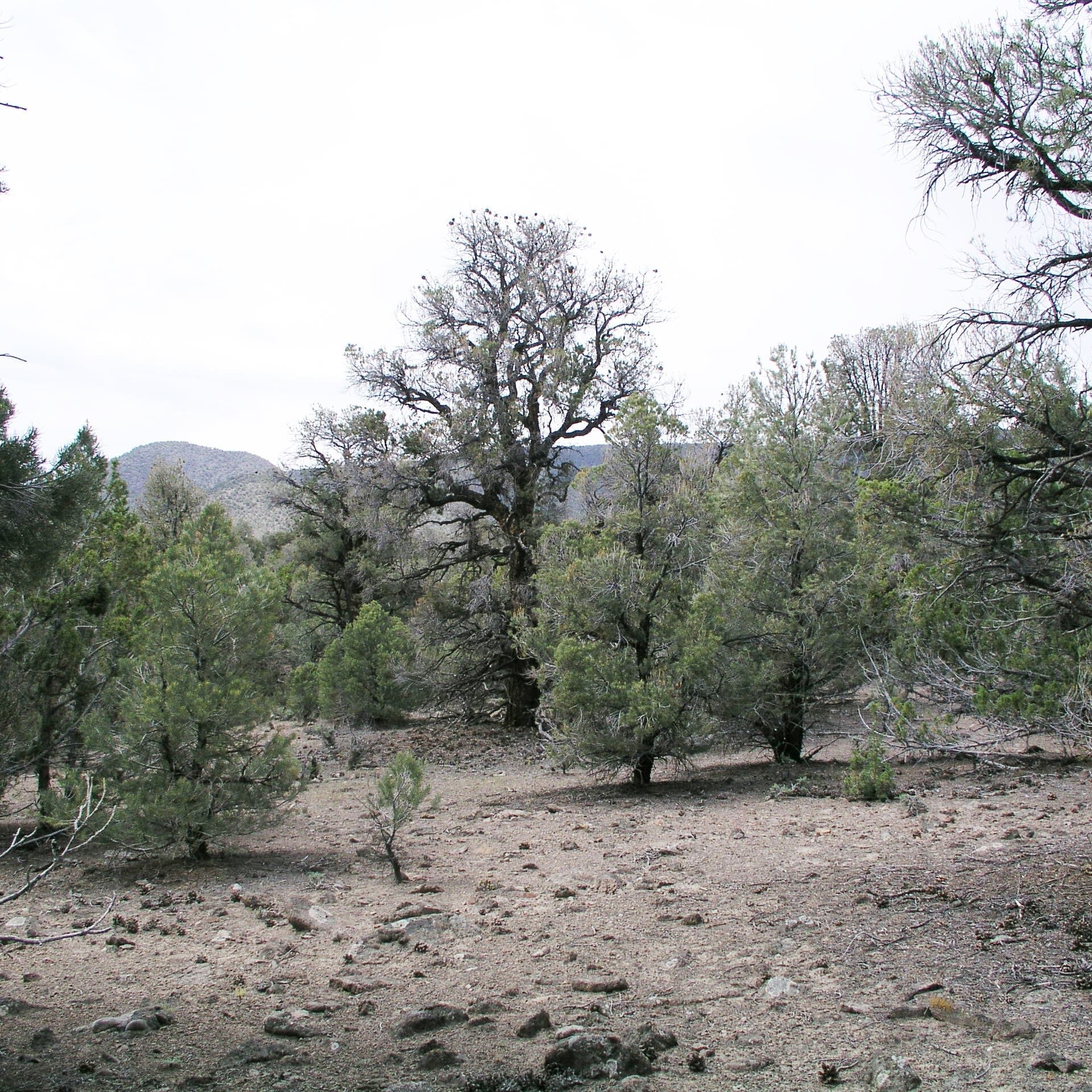 Singleleaf pinyon woodland with large old trees and young trees.