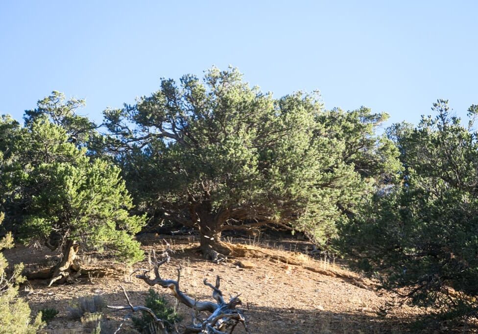 Old-growth twoneedle pinyon woodland with mostly old growth trees.