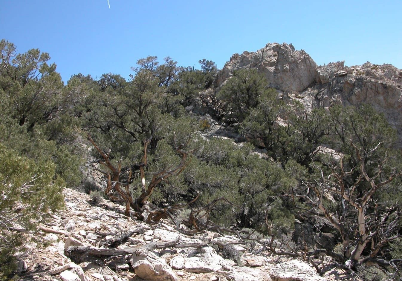 Old-growth twoneedle pinyon woodland of nearly all old trees