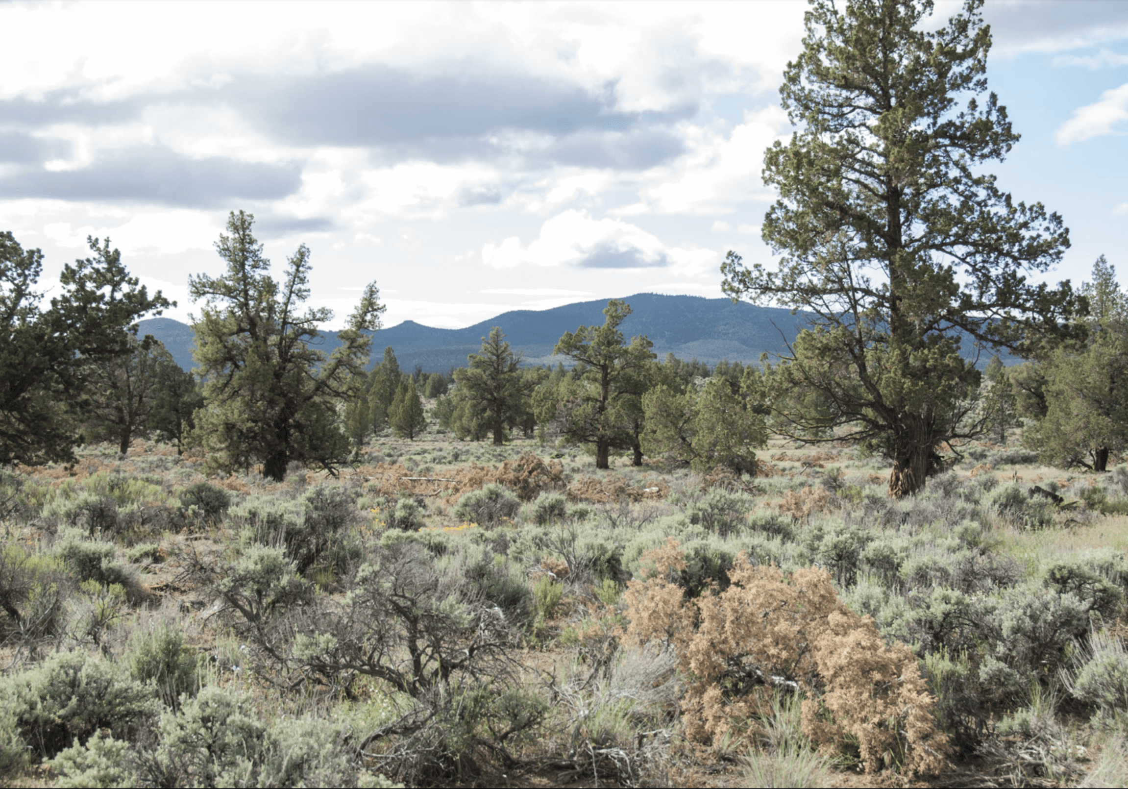 Thinned old growth western juniper woodland
