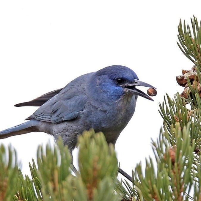 Pinyon jay with pinyon nut in beak