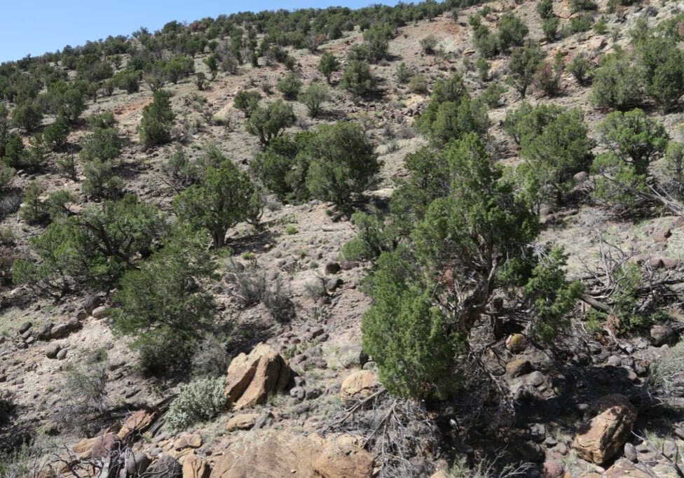 Site with many small trees, few shrubs