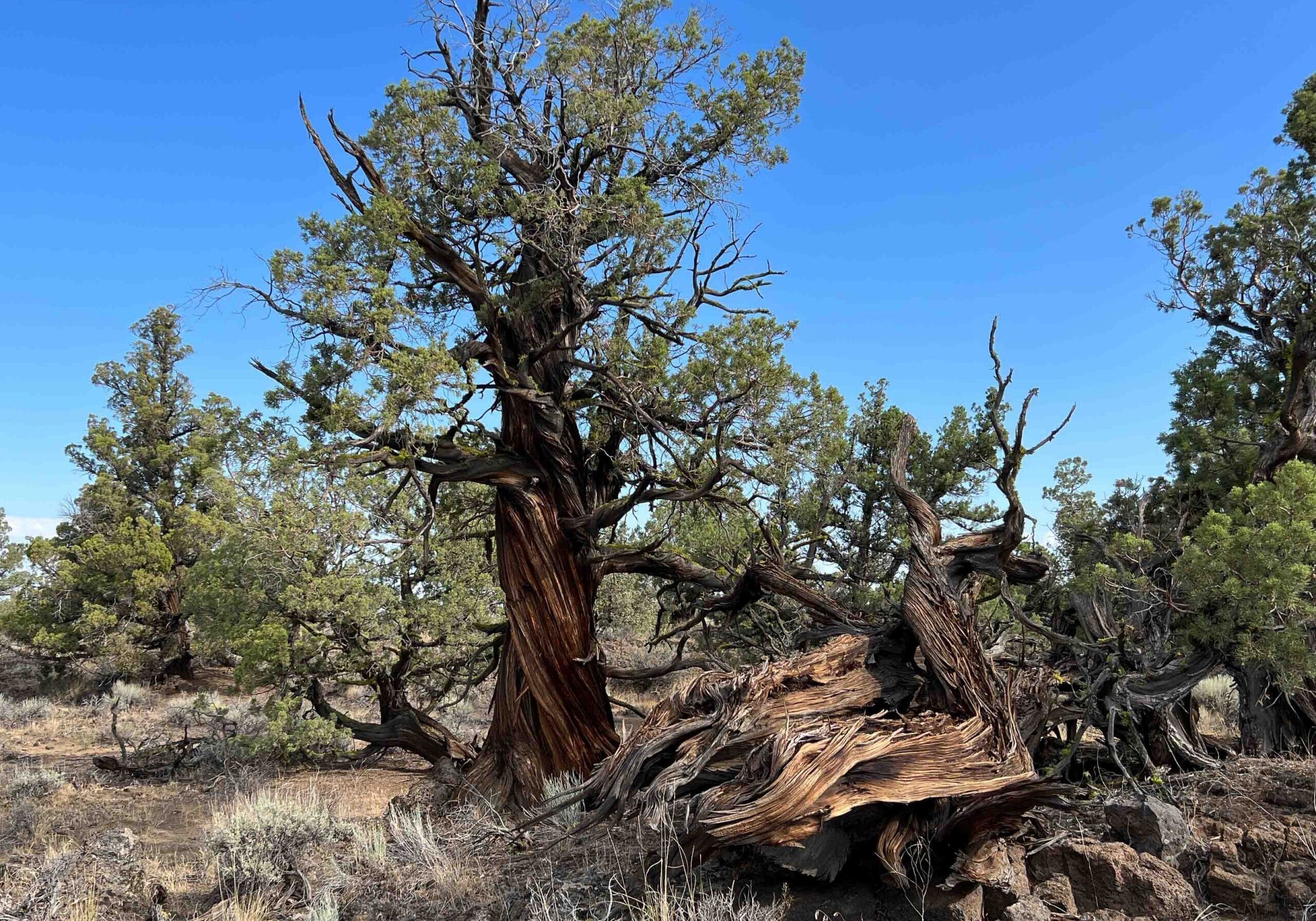 Western juniper trees with sparse crowns and shreddy bark
