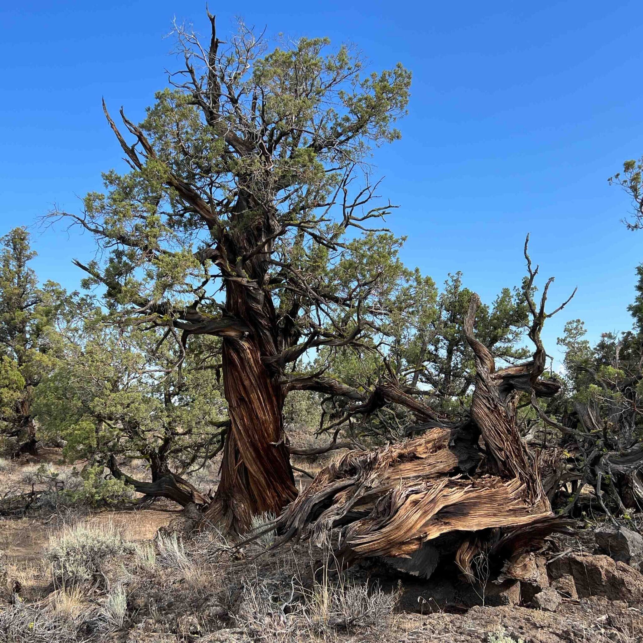 Western juniper trees with sparse crowns and shreddy bark