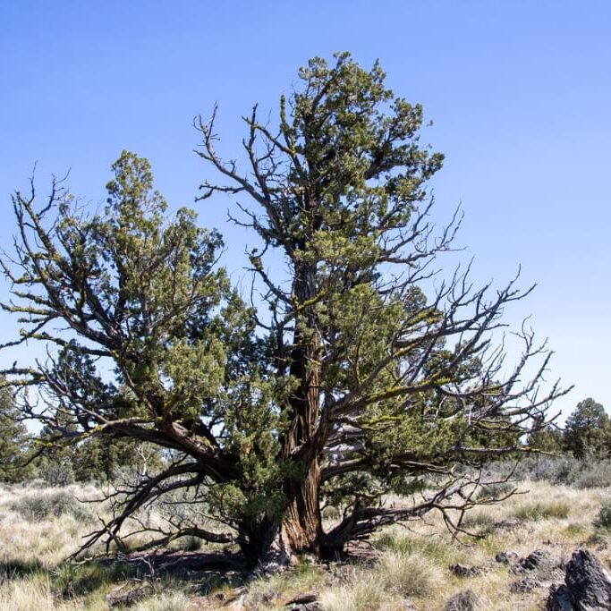 Western juniper trees with sparse crowns and shreddy bark